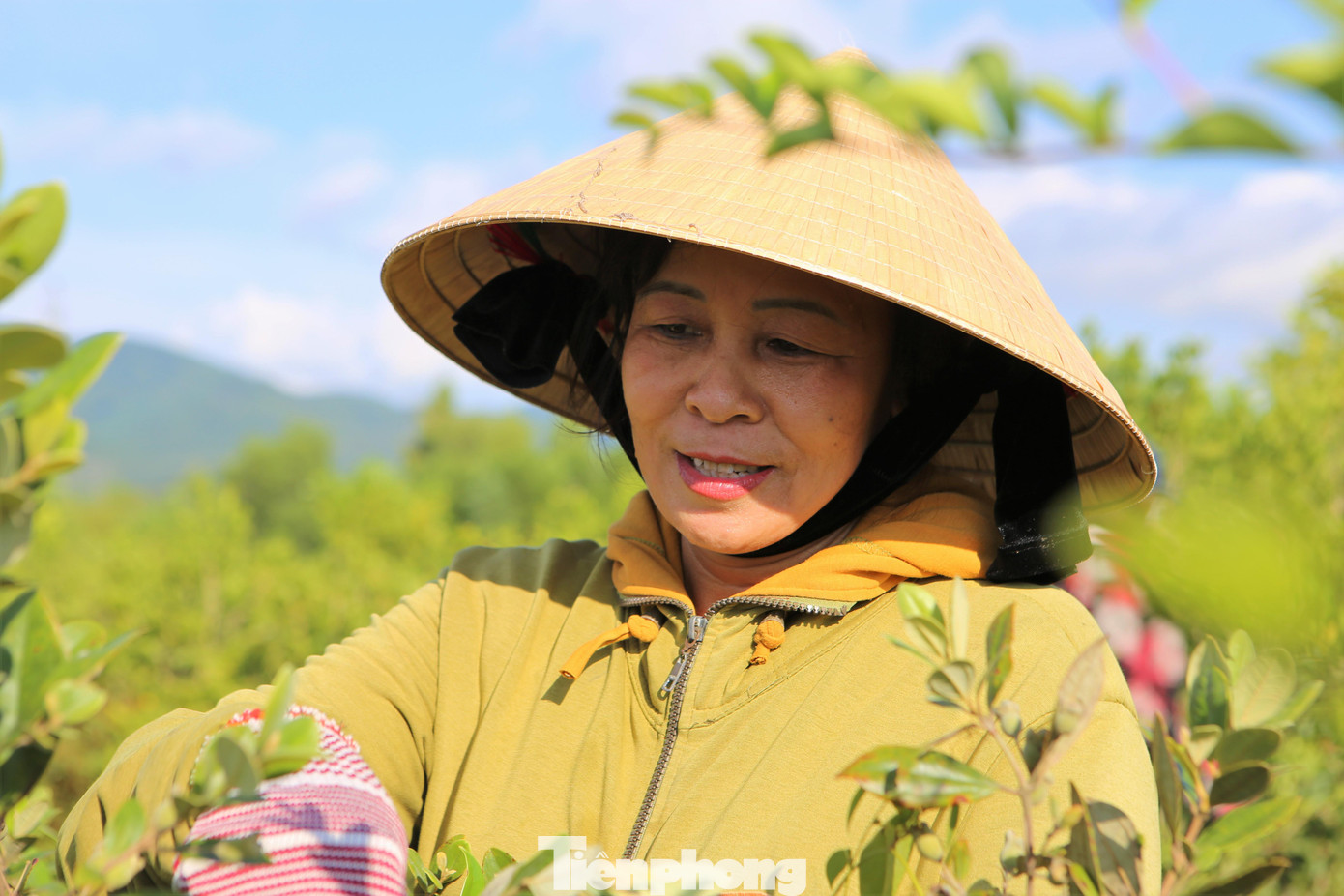 Bà Lê Thị Hoa (xóm Kim Long, xã Thạch Điền, huyện Thạch Hà) hơn 2 tuần này lên rừng để hái sim. Một mùa sim bà Hoa thu nhập được vài triệu đồng.