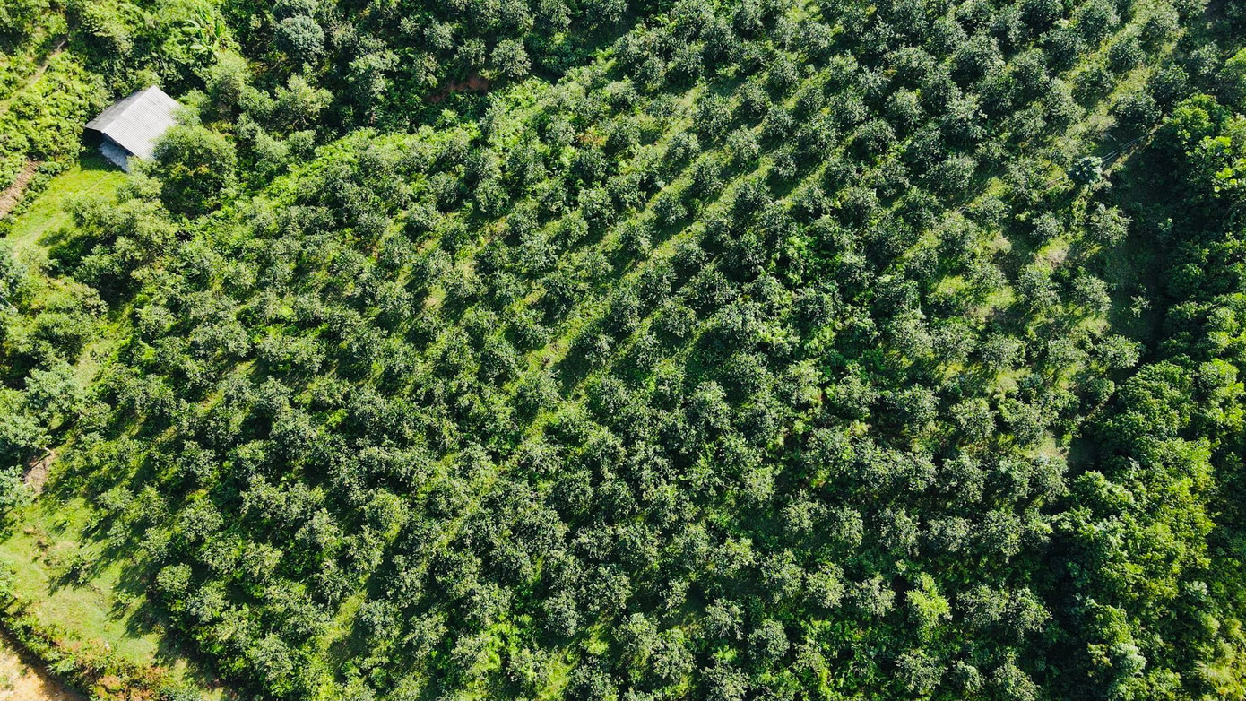 Tại các đồi núi, cam được người dân trồng theo từng vùng. Cây cam được xem là cây ăn quả phát triển chủ lực của huyện Vũ Quang, được trồng nhiều ở các xã Quang Thọ, Thọ Điền, Hương Minh...