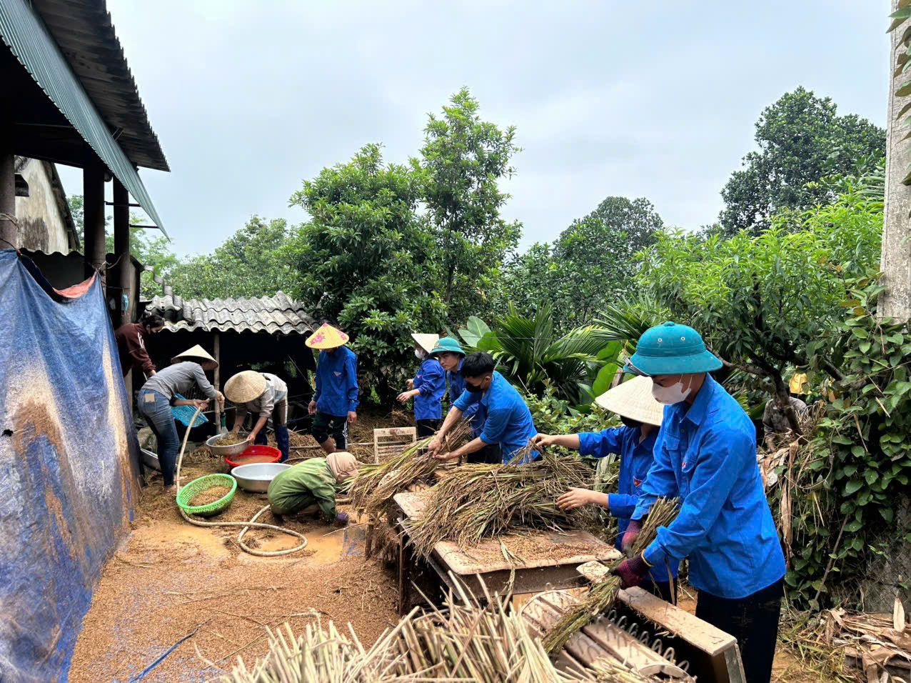 Sau khi gặt xong, lực lượng thanh niên huyện Hương Khê cũng tham gia tuốt lúa giúp người dân.