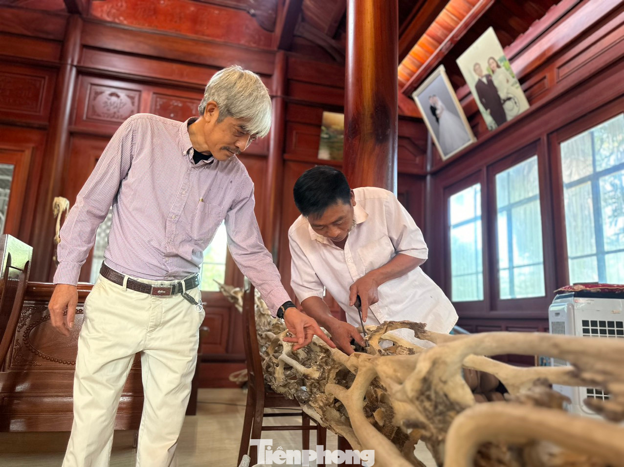 Cây dó phát trầm đều từ rễ đến thân, ngọn; tỏa hương thơm đặc trưng. Trong ảnh chủ nhân gốc cây dó bầu hướng dẫn người thợ đục trầm...