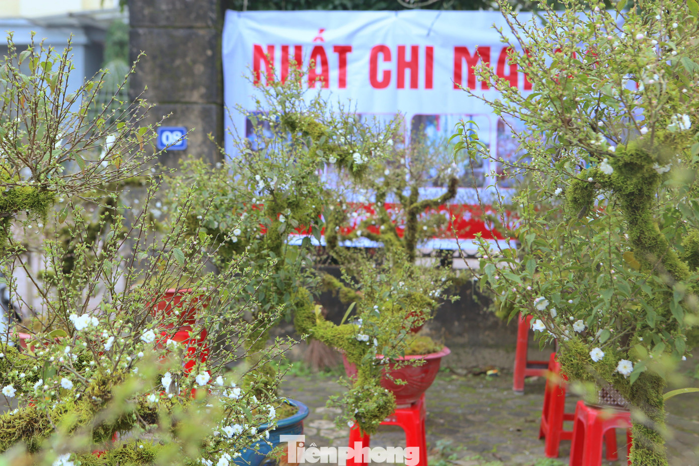 Những cây mai đá Sa Pa rêu phủ toàn thân, nụ mọc kín cành đang giữ “ngôi hậu” ở chợ hoa TP Hà Tĩnh năm 2022.