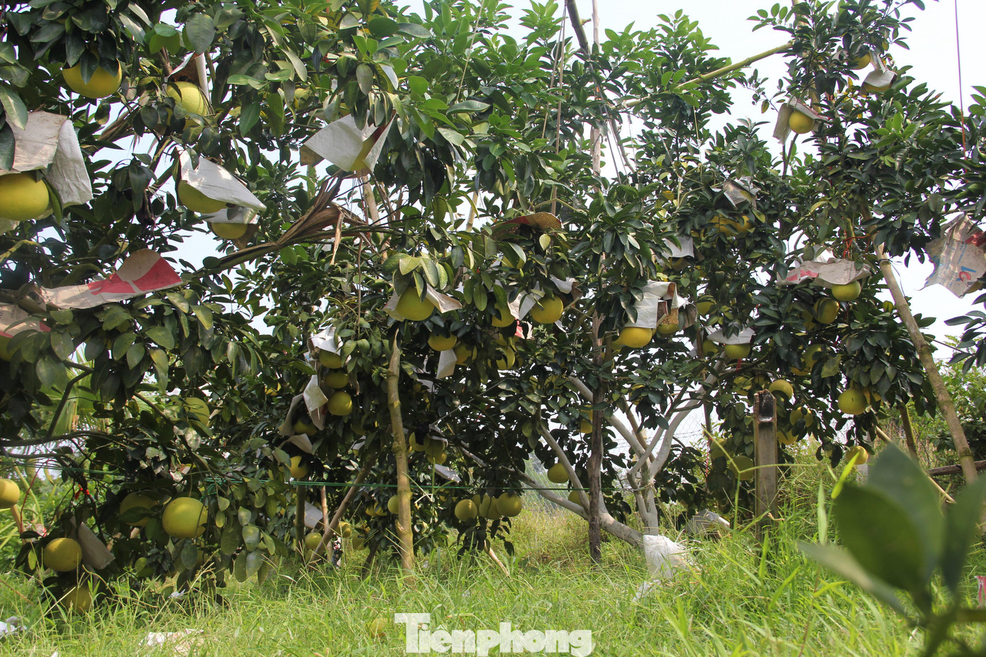 Khi cây trĩu quả, họ chống cọc tre ở phía trên cành để quả không bị sà xuống đất gây thối, hư hỏng.