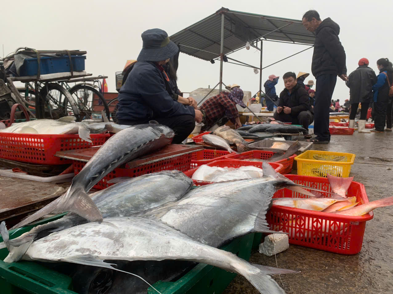 Hải sản ngư dân trúng đậm trong chuyến vươn khơi cuối năm được thương lái thu mua.
