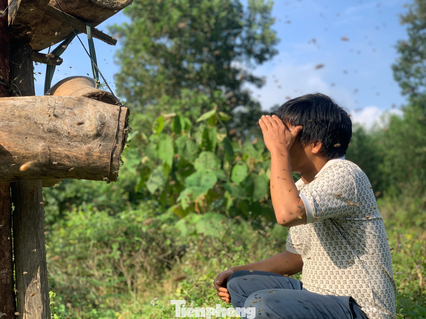 Nếu tổ mới này đảm bảo, ong sứ sẽ bay đi gọi đàn đến. Chờ đợi chừng 3 giờ đồng hồ, anh Thao vui mừng khi đàn ong ruồi hàng vạn con vù vù bay tới. Nếu tổ mới này đảm bảo, ong sứ sẽ bay đi gọi đàn đến. Chờ đợi chừng 3 giờ đồng hồ, anh Thao vui mừng khi đàn ong ruồi hàng vạn con vù vù bay tới.