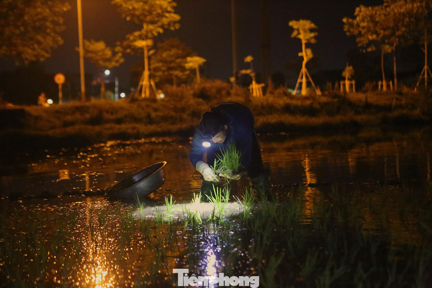 Theo chị Yến, những ngày này nắng nóng cuộc sống của gia đình bị đảo lộn. Ban ngày, gia đình chỉ làm những công việc ở trong nhà và nghỉ ngơi. Còn ban đêm sẽ ra đồng đi cấy lúa. Theo chị Yến, những ngày này nắng nóng cuộc sống của gia đình bị đảo lộn. Ban ngày, gia đình chỉ làm những công việc ở trong nhà và nghỉ ngơi. Còn ban đêm sẽ ra đồng đi cấy lúa.