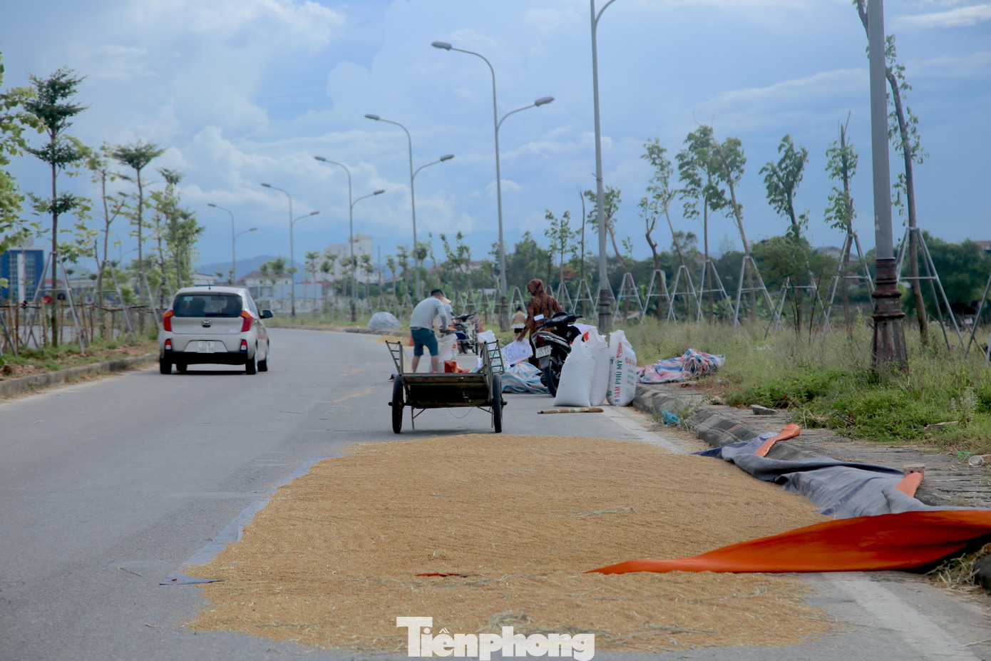 Việc phơi lúa tràn lan chiếm mặt đường tiềm ẩn rất nhiều hiểm nguy cho các phương tiện tham gia giao thông. Xe cộ vừa phải né vô số “thảm vàng” lúc phơi dày lúc rải mỏng trên mặt đường nhựa vừa phải tránh các phương tiện giao thông cùng chiều và ngược chiều. Nhiều người còn dùng gạch, đá, cành cây để cố định bạt phơi lúa, tạo thêm chướng ngại vật. Điều này rất nguy hiểm với phương tiện, nhất là ở những đoạn có đường đấu nối.