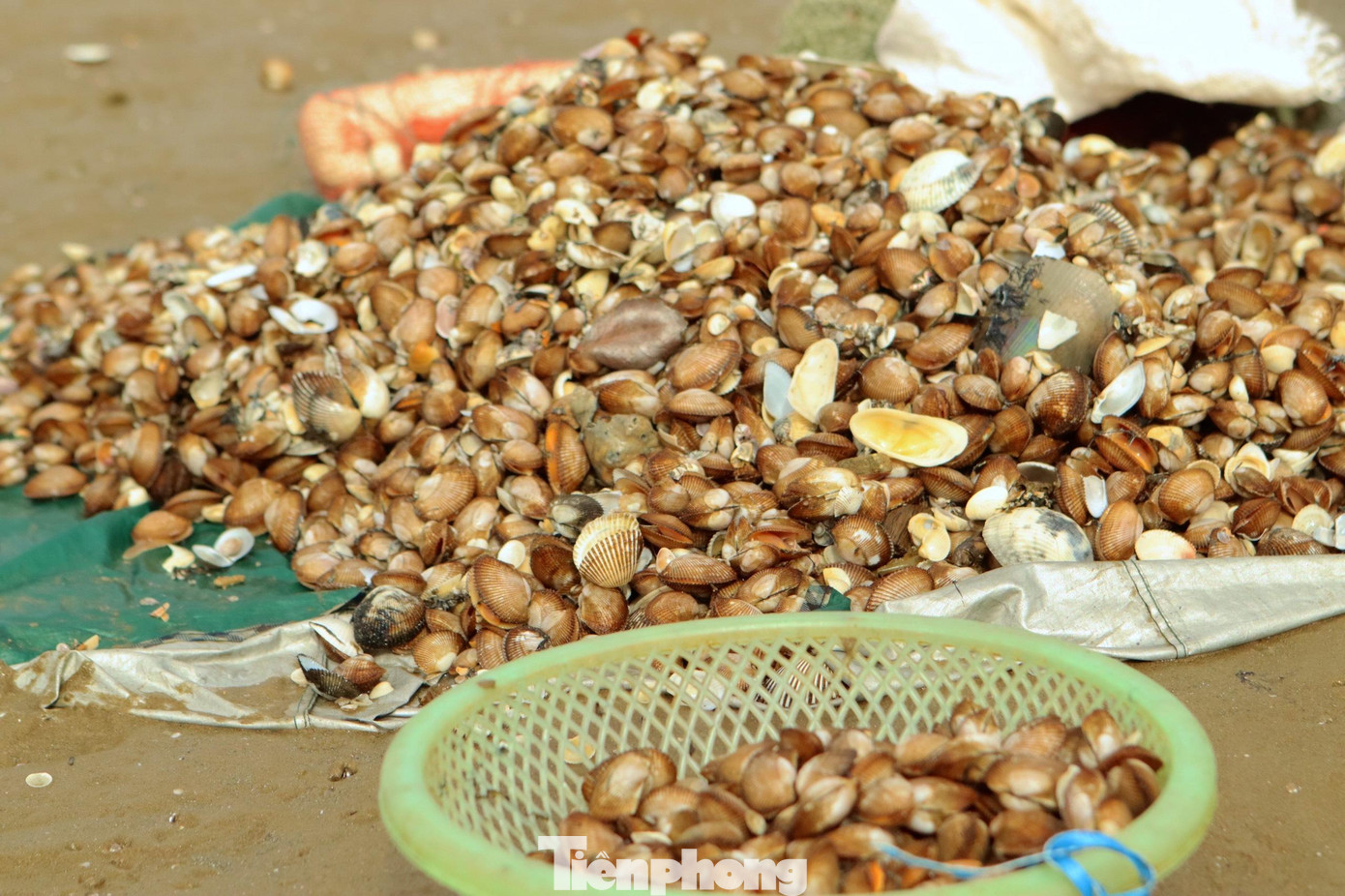 Những con sò nhặt sạch sẽ được bỏ vào bì cột chặt đem về chờ bán cho các thương lái.