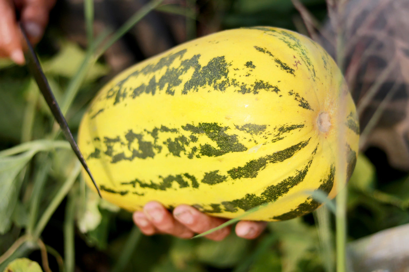 Năm nay dưa được mùa, được giá nên người dân rất phấn khởi.