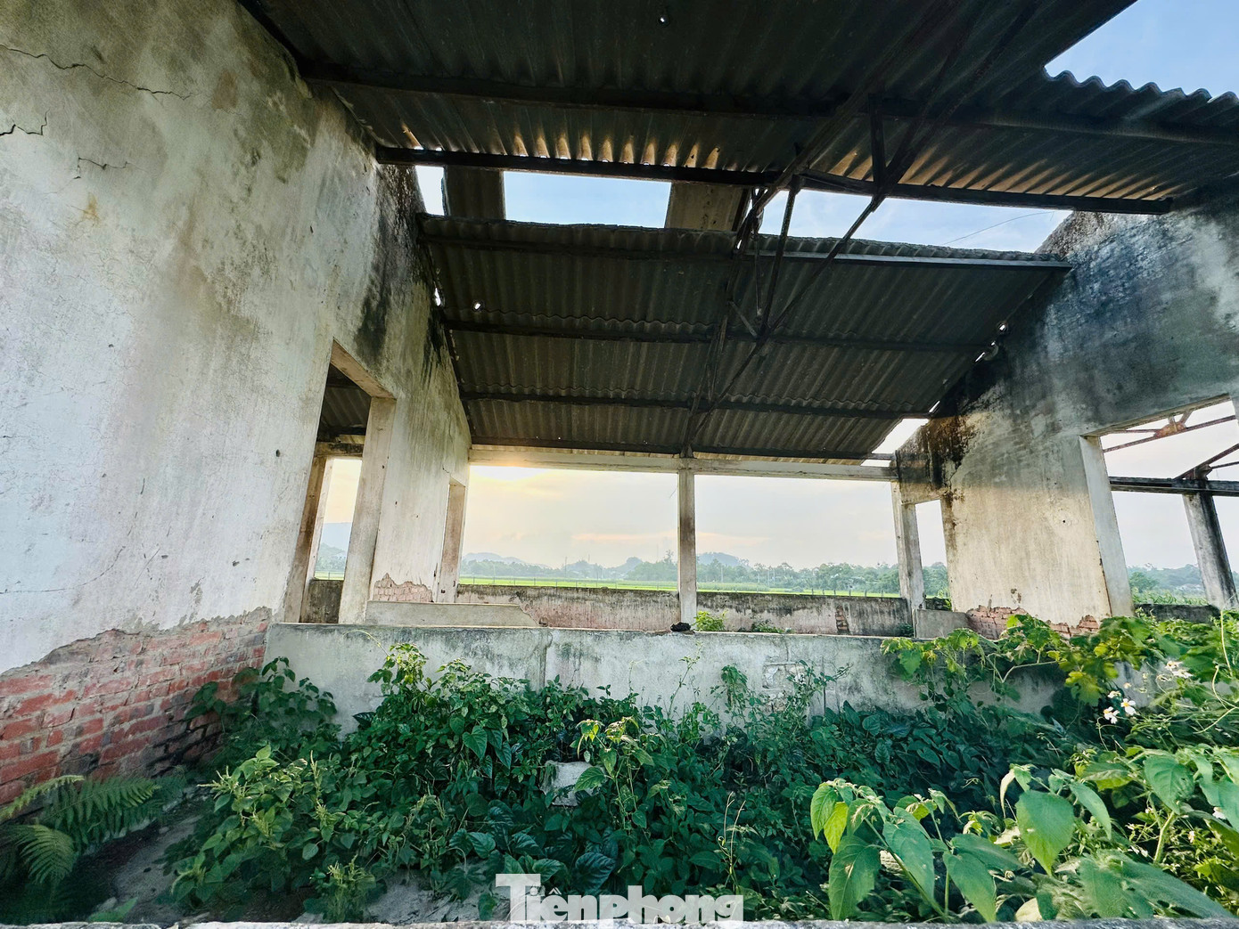 Mái nhà sau thời gian dài xây dựng đã xuống cấp, nền nhà bong tróc, trở thành nơi chăn thả trâu bò.