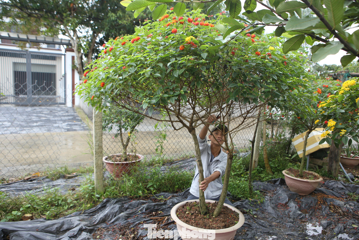 Thời gian đầu làm gặp không ít khó khăn, nhưng anh không nản chí mà tiếp tục mày mò học hỏi trên mạng, vừa tự làm, đúc kết kinh nghiệm và đã ghép thành công những cây hoa đầu tiên.