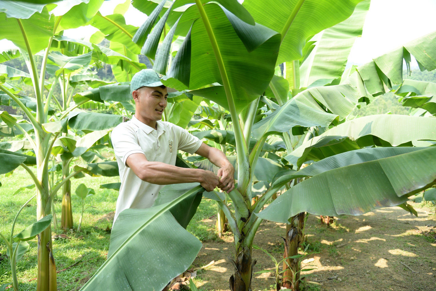 Vườn chuối được nam thanh niên trồng để làm thức ăn cho chồn.