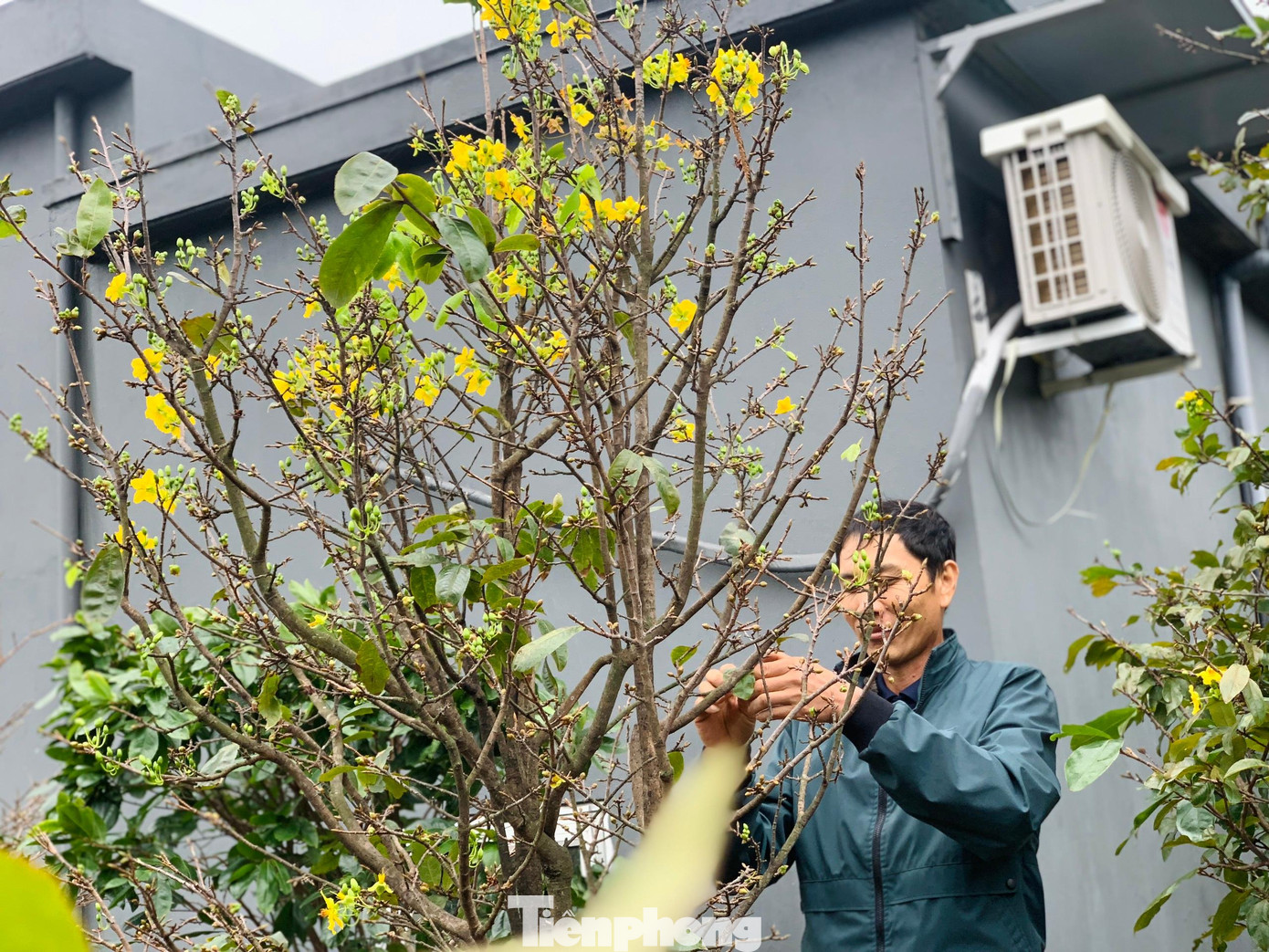 Ông Nguyễn Viết Xuân có thâm niên hơn 25 năm trong nghề trồng mai. Gia đình ông Xuân có trên 1.000 gốc mai được trồng tại vườn và trang trại riêng của gia đình. Năm nay tại vườn đã có hơn 10% gốc mai nở trên 80-90%.