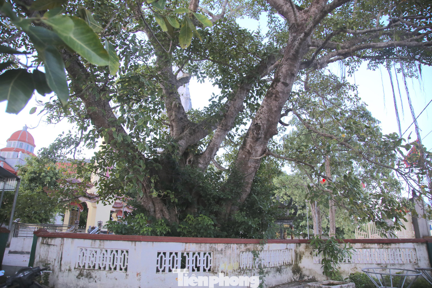 Hội sinh vật cảnh Việt Nam chính thức công nhận cây đa tại trụ sở UBND xã là "Cây di tích văn hóa Việt Nam” vào năm 2015