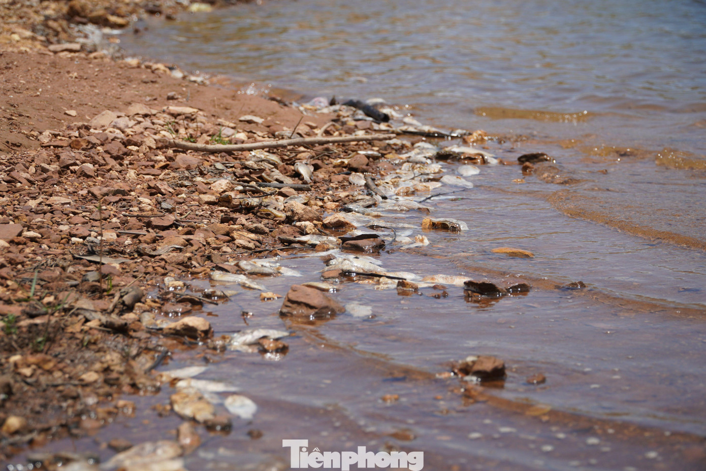 Hiện tượng cá chết tại hồ Bộc Nguyên diễn ra trong khoảng 5 ngày qua. Hiện tượng cá chết tại hồ Bộc Nguyên diễn ra trong khoảng 5 ngày qua.