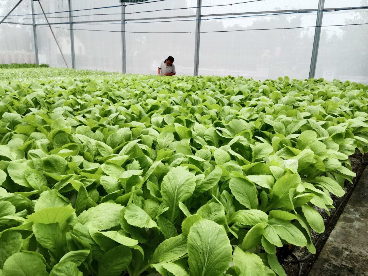 Mô hình vườn rau thủy canh được gia đình Đại tá Huyên trồng cho học sinh, trường học trên địa bàn. Mô hình vườn rau thủy canh được gia đình Đại tá Huyên trồng cho học sinh, trường học trên địa bàn.