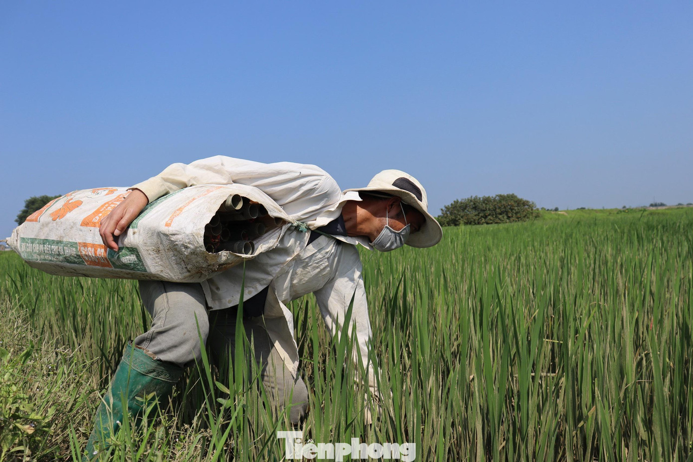 Tại các cánh đồng những thợ trúm lươn đang đi đặt những ống trúm xuống ruộng. Cứ đặt hết ruộng này lại đến ruộng lúa khác. Tại các cánh đồng những thợ trúm lươn đang đi đặt những ống trúm xuống ruộng. Cứ đặt hết ruộng này lại đến ruộng lúa khác.