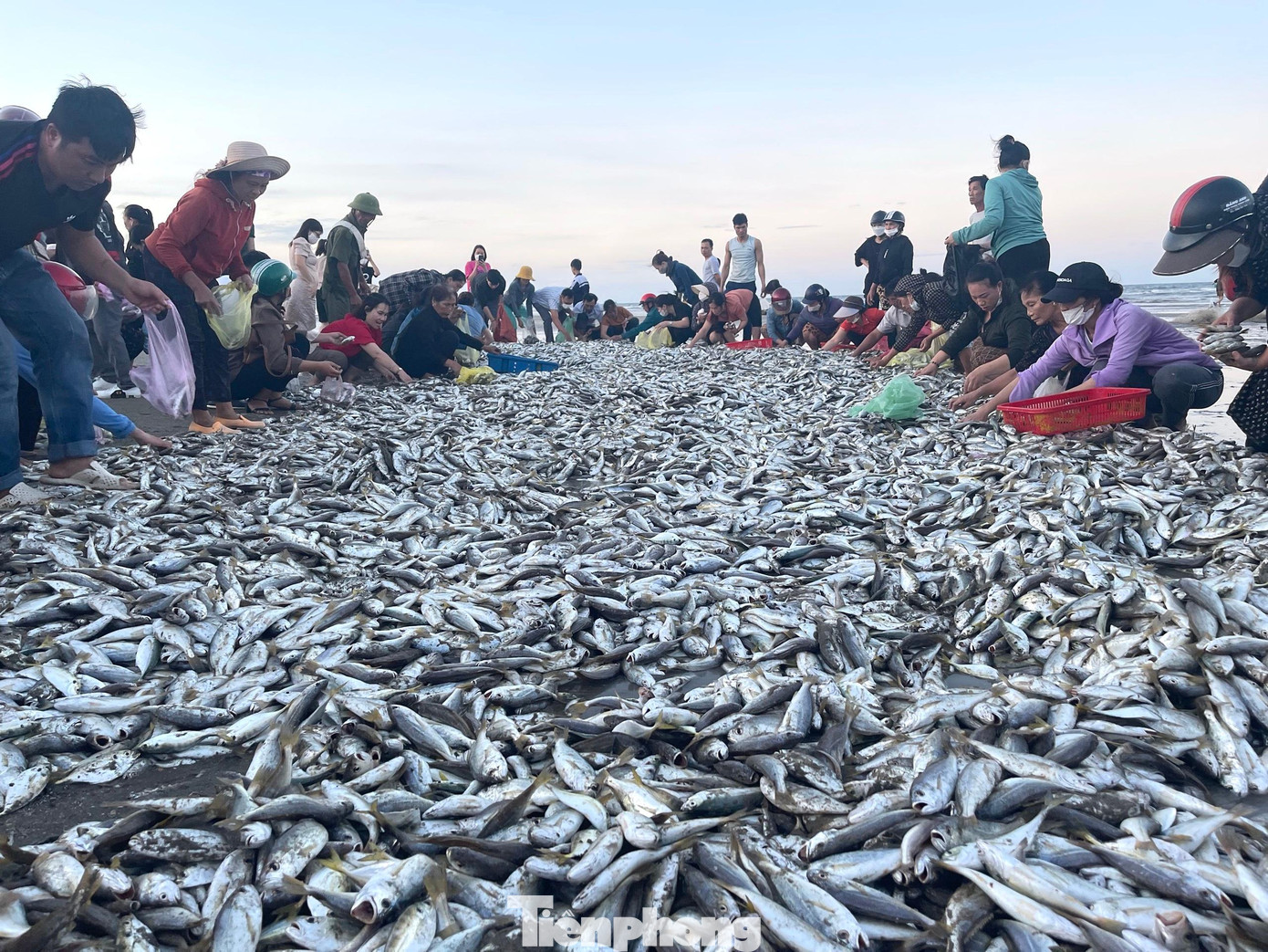 Sau vài giờ kéo cá tại bãi biển Xuân Hải, tổ hội đánh cá ở thôn Nam Sơn, xã Thịnh Lộc trúng hơn 4 tấn cá đù. Mẻ lưới này thu về hơn 10 triệu đồng. Sau vài giờ kéo cá tại bãi biển Xuân Hải, tổ hội đánh cá ở thôn Nam Sơn, xã Thịnh Lộc trúng hơn 4 tấn cá đù. Mẻ lưới này thu về hơn 10 triệu đồng.