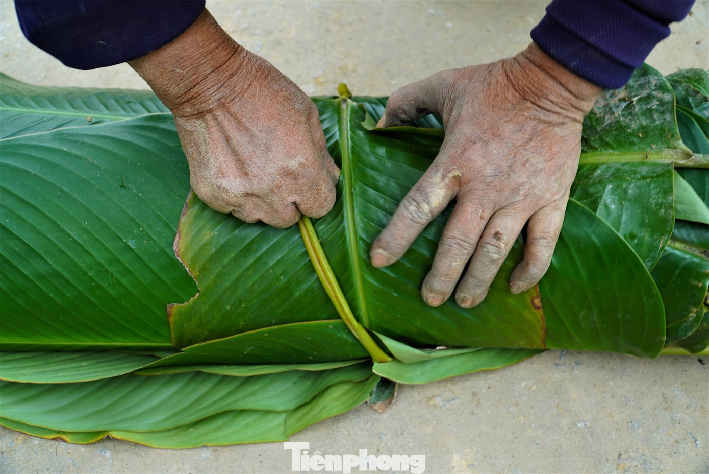 Lá dong được bán ra các chợ lớn như TP Vinh, Hà Nội, các tỉnh phía Nam.