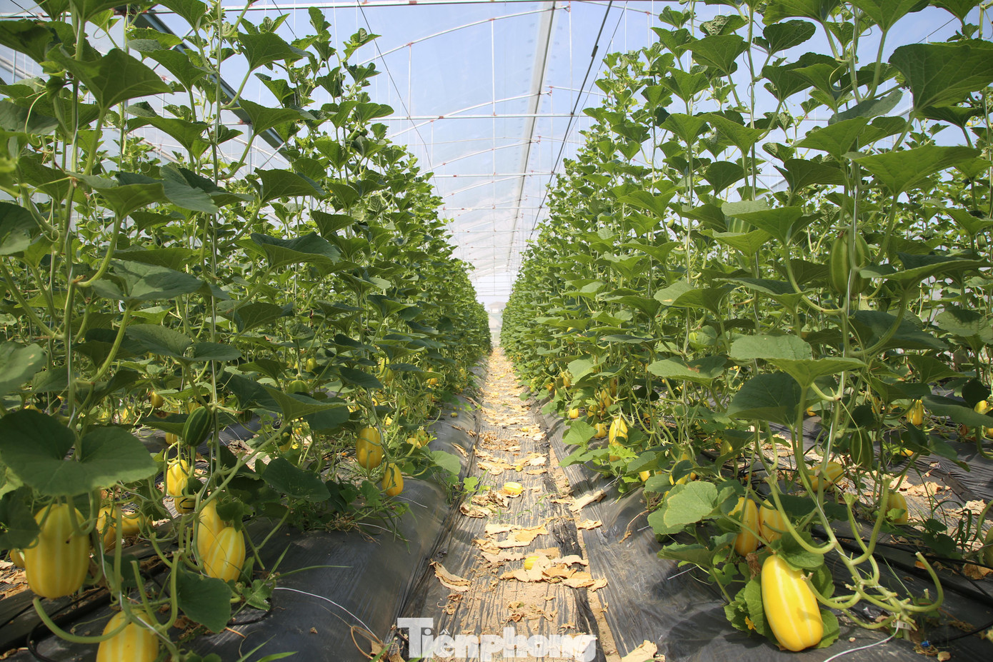 Năm nay anh Mạnh trồng thêm lê vàng, nhờ khí hậu thuận lợi nên phát triển tốt.