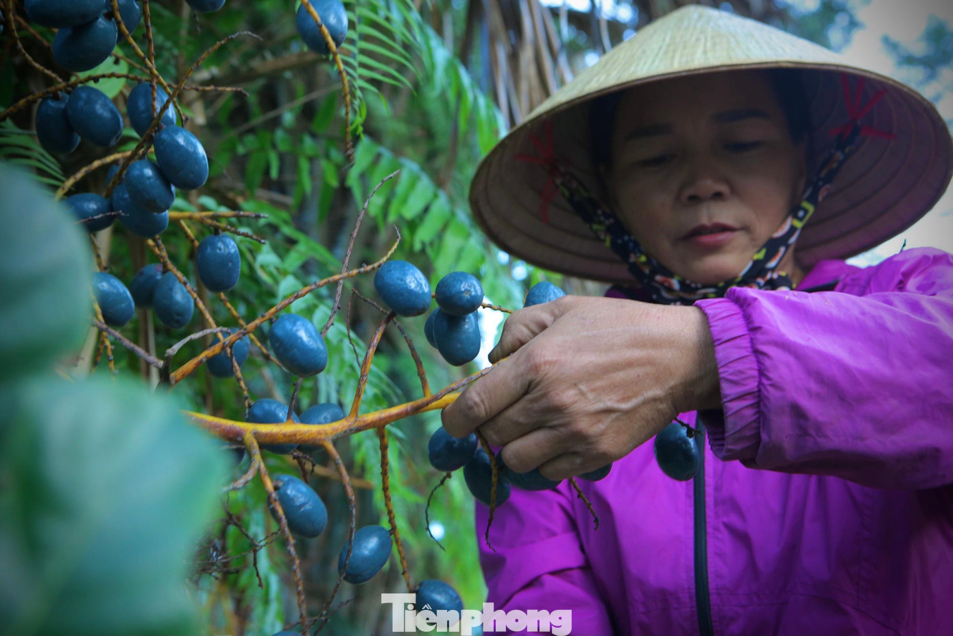 Khi màu vỏ quả cọ chuyển từ xanh sang nâu và đen lại, người dân hái về rửa sạch bụi đất, chế biến thành nhiều món ăn hấp dẫn như muối, om, nấu xôi… Khi màu vỏ quả cọ chuyển từ xanh sang nâu và đen lại, người dân hái về rửa sạch bụi đất, chế biến thành nhiều món ăn hấp dẫn như muối, om, nấu xôi…