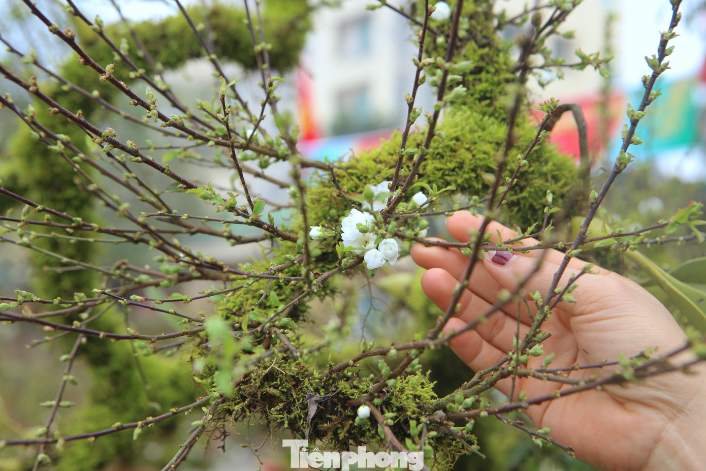 Nhất chi mai thường gọi là mai đá Sa Pa.