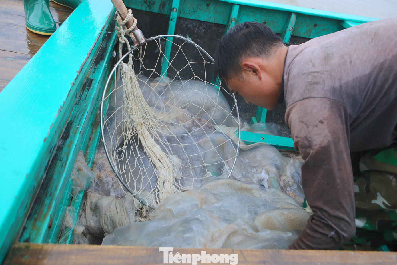 Mỗi ngày một thuyền ngư dân sẽ đánh bắt được 2-4 tấn sứa, bán được từ 1,5-2 triệu đồng.