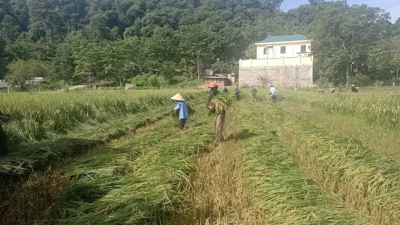 Với phương châm “xanh nhà hơn già đồng”, các chiến sĩ giúp bà con thu hoạch lúa trước khi bão vào đất liền đề phòng mưa lũ gây hư hỏng.