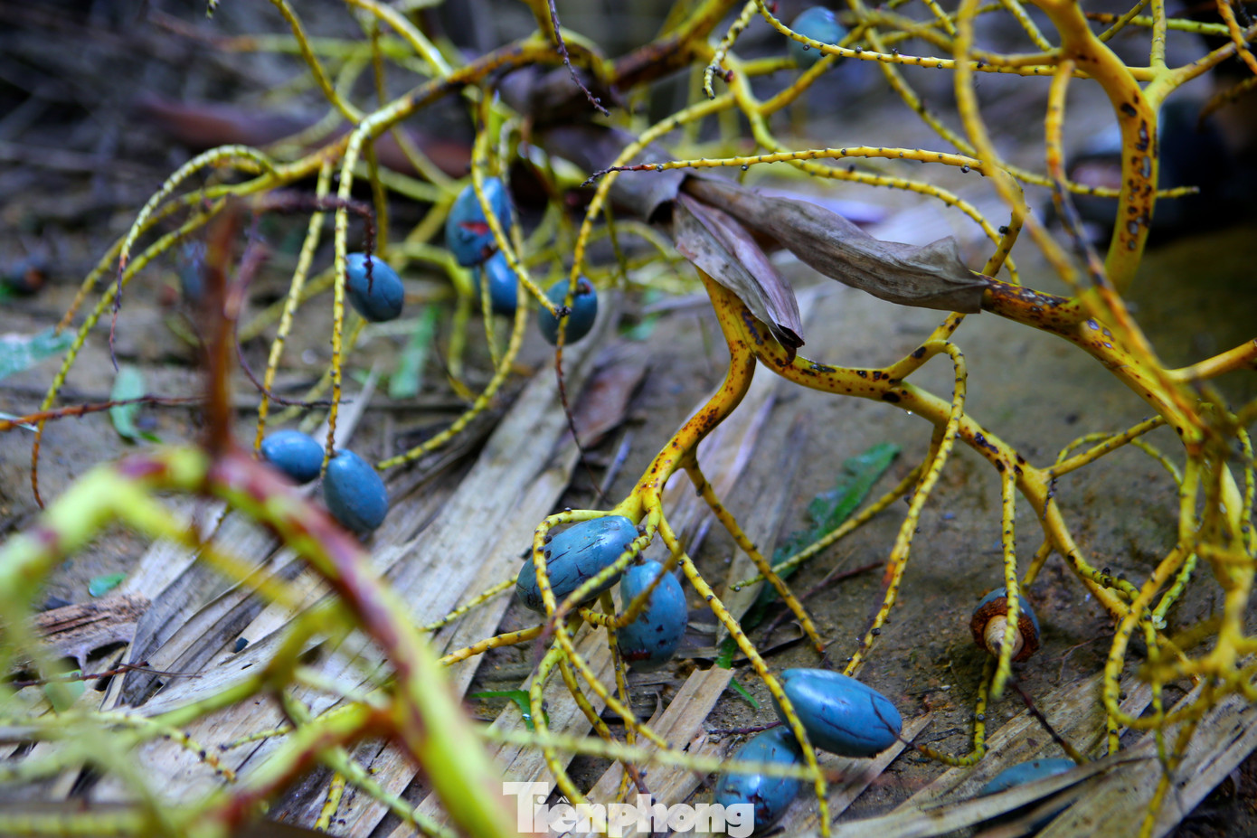 Quả cọ khi chín sẽ chuyển sang màu xanh sẫm, bên trong màu nâu đậm. Nhiều người phân biệt cọ ngon hay không qua hình dáng bên ngoài như quả bụ bẫm, tròn, dày vỏ…