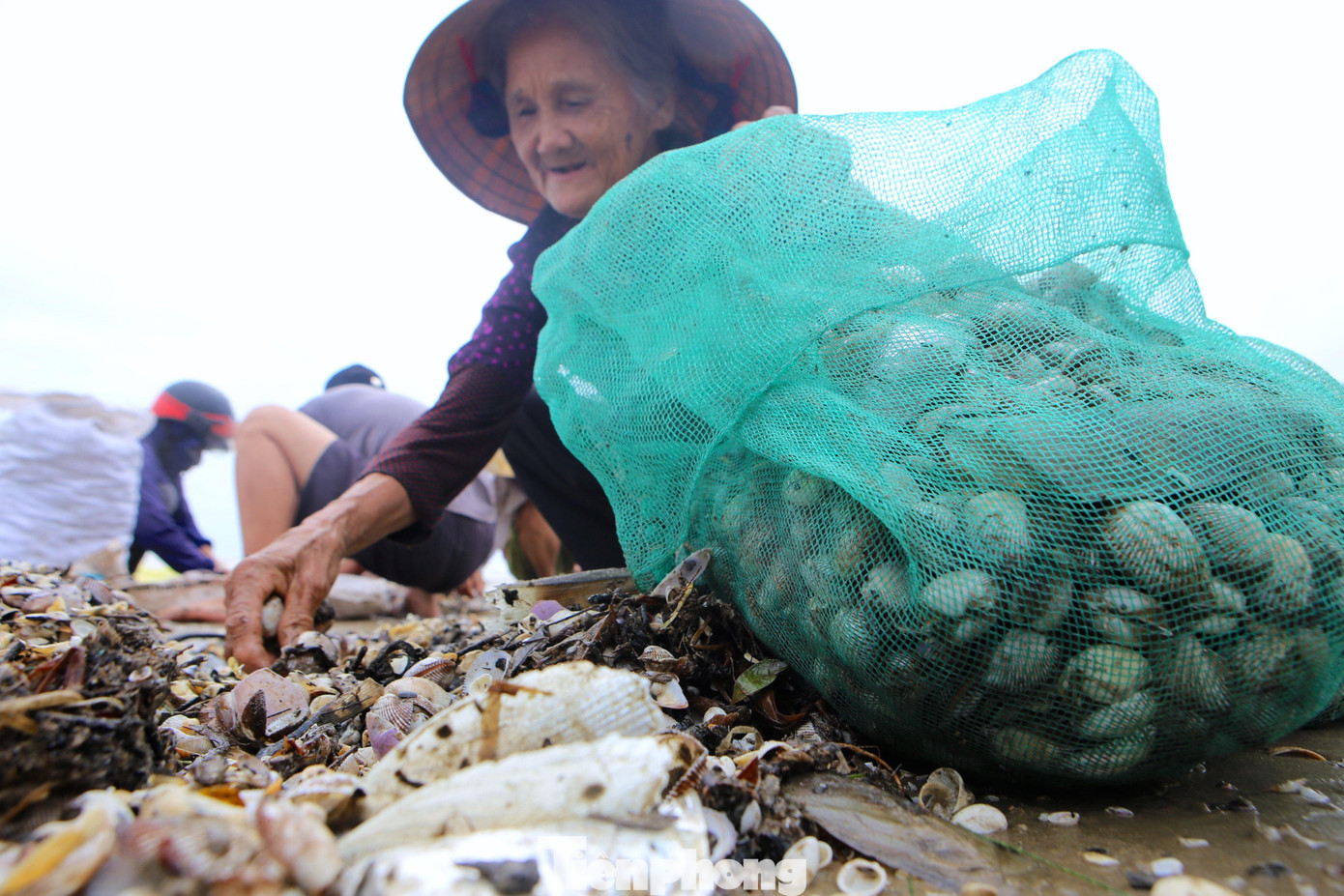 Sau khi bắt được sẽ nhặt sạch, đựng vào túi đã chuẩn bị sẵn.