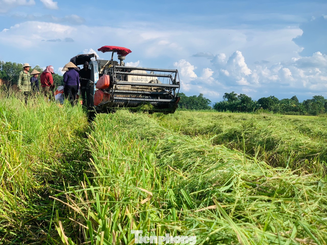 Không khí hối hả trên các cánh đồng lúa.