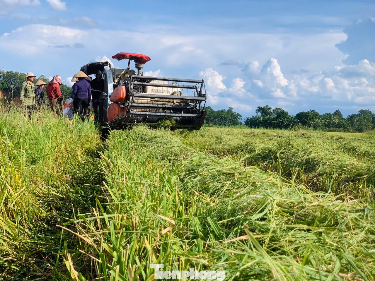 Không khí hối hả trên các cánh đồng lúa.