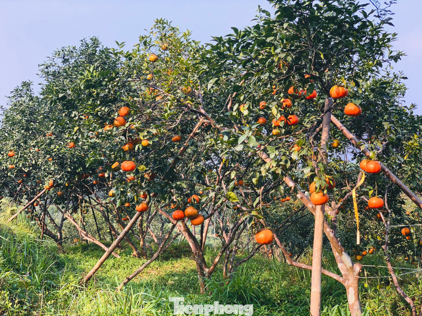 Các vườn cam ở những ngọn đồi ở huyện Hương Sơn, Vũ Quang đã chín vàng rực. Năm nay thời tiết thất thường nên sản lượng không đạt cao như các năm trước. Các vườn cam ở những ngọn đồi ở huyện Hương Sơn, Vũ Quang đã chín vàng rực. Năm nay thời tiết thất thường nên sản lượng không đạt cao như các năm trước.