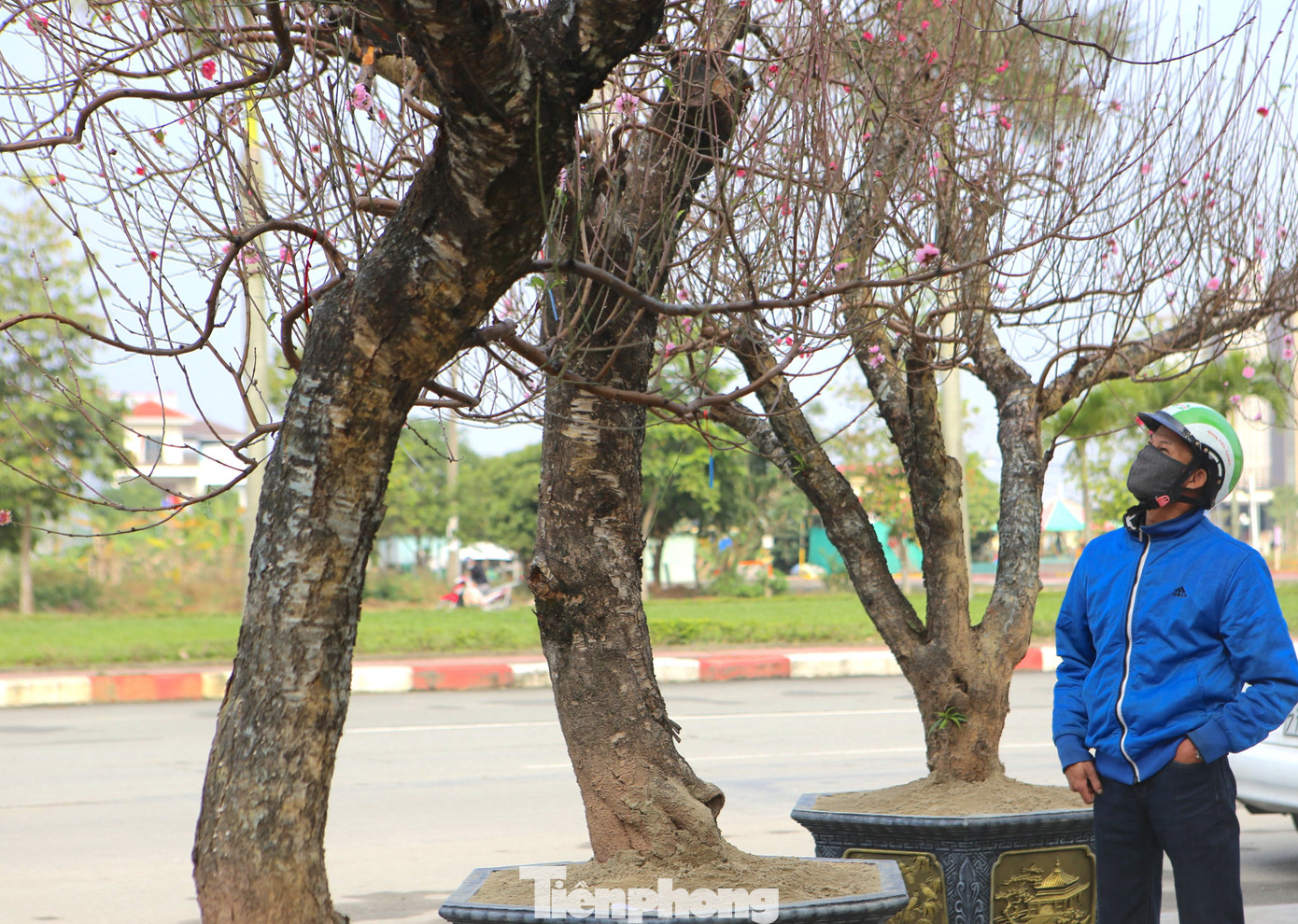 Những gốc đào cổ thụ có đủ kích cỡ, hình dáng, tuổi thọ... được bán chủ cây bán với giá từ 17-30 triệu đồng.