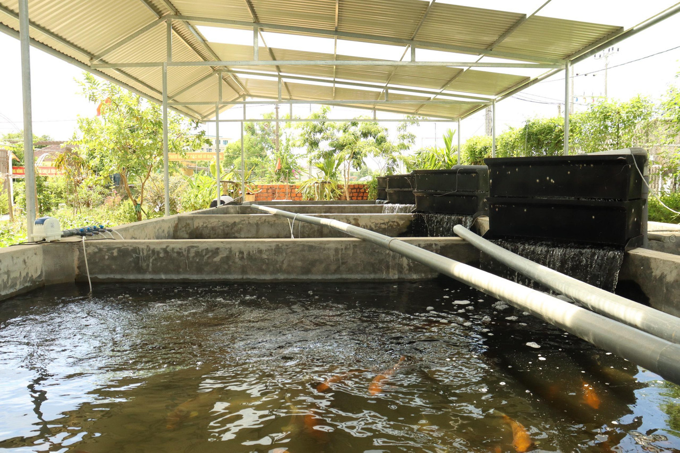 Hồ nuôi cá Koi của cựu binh Trung được xây dựng tại khu vườn của gia đình.