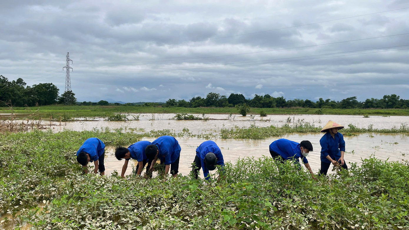 Sau những ngày mưa lớn gây ngập lụt tại huyện Hương Khê, nhiều diện tích hoa màu của bà con nông dân có nguy cơ bị hư hại. Trước tình hình đó, lực lượng đoàn viên, thanh niên trên địa bàn đã nhanh chóng ra quân hỗ trợ người dân thu hoạch hoa màu, chạy đua với thời gian để giảm thiểu thiệt hại.