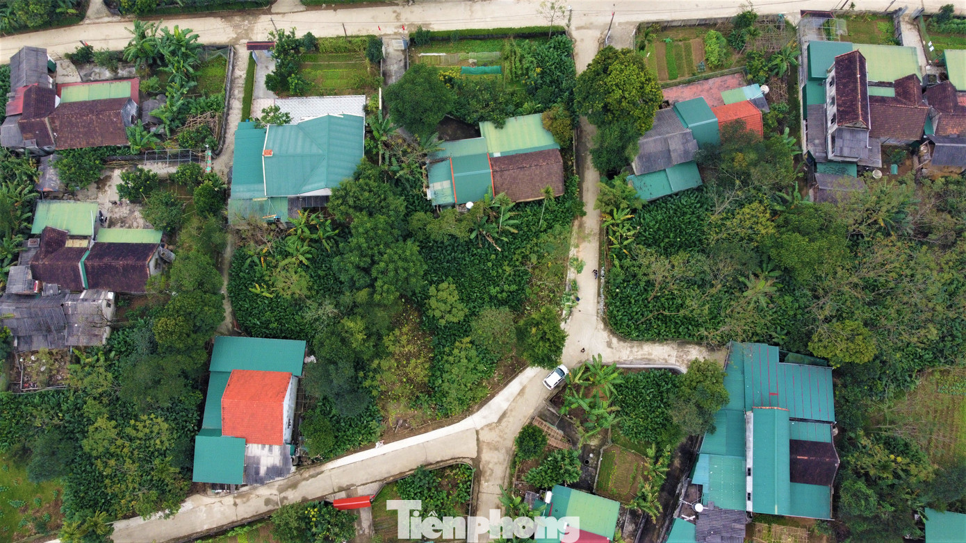 Vĩnh Phúc được xem là “thủ phủ” lá dong lớn nhất tỉnh. Người dân tận dụng các khu vực đất ở vườn quanh nhà hoặc các khu đất hoang khó phát triển hoa màu để trồng lá dong.