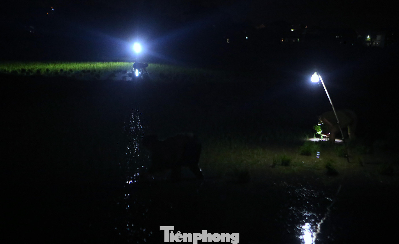 Đầu đội đèn pin, bàn tay thoăn thoắt cấy mạ xuống bùn sâu, bà Nguyễn Thị Hồng (trú tại xã Thạch Trung, thành phố Hà Tĩnh) chia sẻ, 2 ngày qua nắng nóng không thể xuống đồng vào ban ngày nên khi trời vừa tắt nắng bà cùng người thân ra đồng để làm việc. Đầu đội đèn pin, bàn tay thoăn thoắt cấy mạ xuống bùn sâu, bà Nguyễn Thị Hồng (trú tại xã Thạch Trung, thành phố Hà Tĩnh) chia sẻ, 2 ngày qua nắng nóng không thể xuống đồng vào ban ngày nên khi trời vừa tắt nắng bà cùng người thân ra đồng để làm việc.