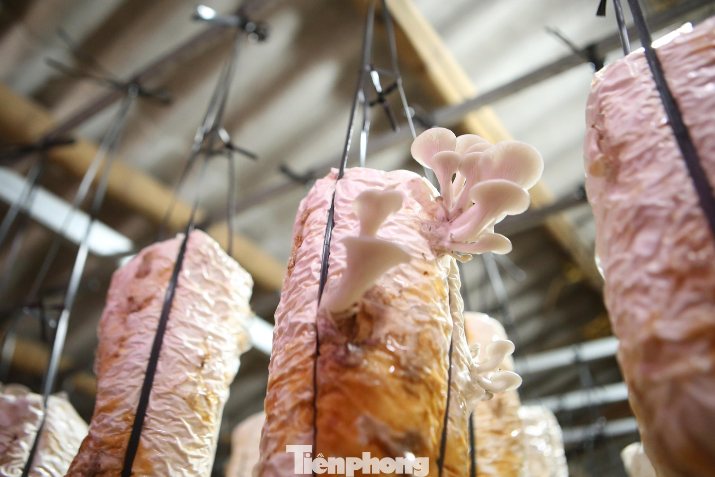 Nấm được phát triển nhanh trong môi trường có độ ẩm tốt, vì thế mỗi ngày người dân phải tưới nước, che chắn khu trồng nấm cẩn thận.