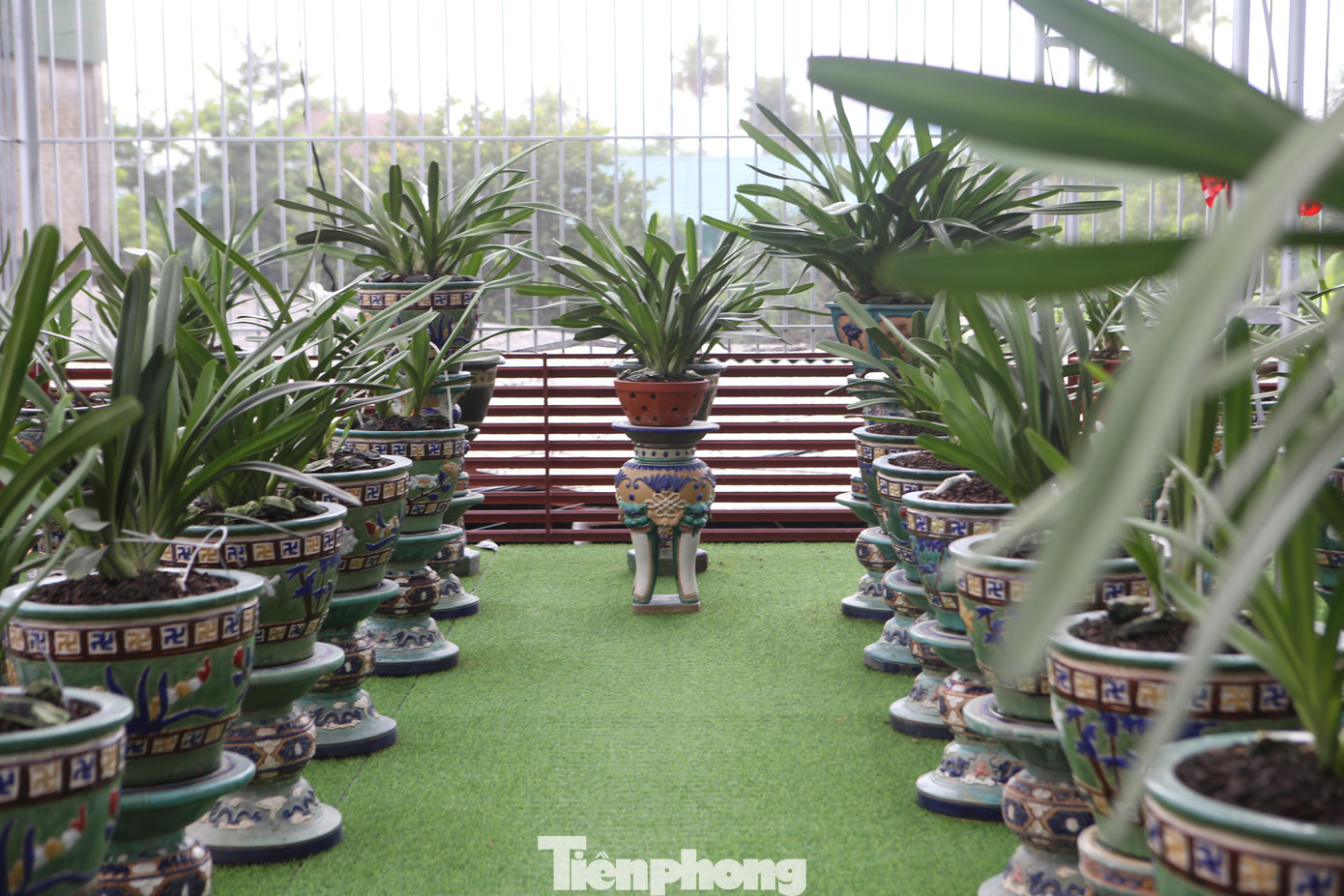 Với kinh nghiệm sẵn có, lấy ngắn nuôi dài, khi bán lứa này xong anh mua giống những dòng lan cao cấp hơn, giờ anh chuyển sang trồng chủ yếu dòng lan kiếm.