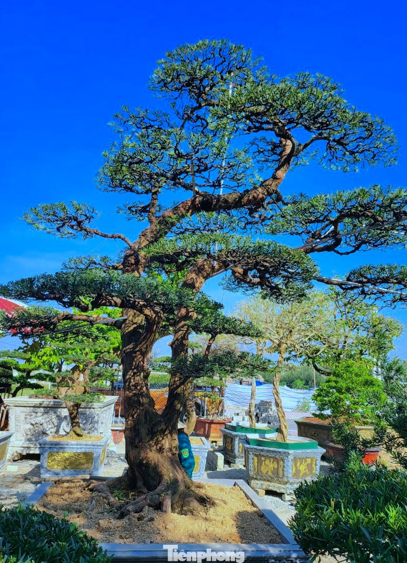 Đối với gốc Tùng La Hán giá cao nhất ở đây được bán với giá gần 400 triệu đồng có dáng trực huyền, cây cao 4m, phần rễ lớn. Theo chủ vườn cây có tuổi đời khoảng 70 năm.