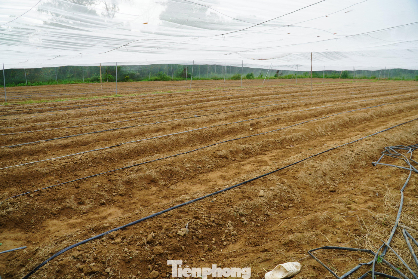 Hiện anh Tân đang đầu tư vườn ươm lưới, ươm số lượng hơn 7.000 cây. Mô hình này giúp trang trại có thêm giống trồng vừa bán cho người có nhu cầu.