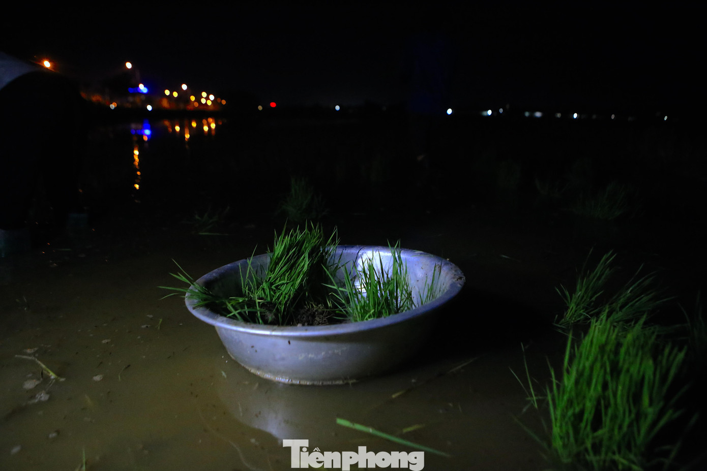 Lúa vụ Hè Thu đa phần được người dân nhân giống từ vụ Đông Xuân để canh tác. Mạ được người dân gieo khoảng 15-20 ngày trước. Khi đủ thời gian người dân sẽ nhổ, bỏ ra chậu hoặc xô để đưa ra ruộng thấp để cấy. Lúa vụ Hè Thu đa phần được người dân nhân giống từ vụ Đông Xuân để canh tác. Mạ được người dân gieo khoảng 15-20 ngày trước. Khi đủ thời gian người dân sẽ nhổ, bỏ ra chậu hoặc xô để đưa ra ruộng thấp để cấy.