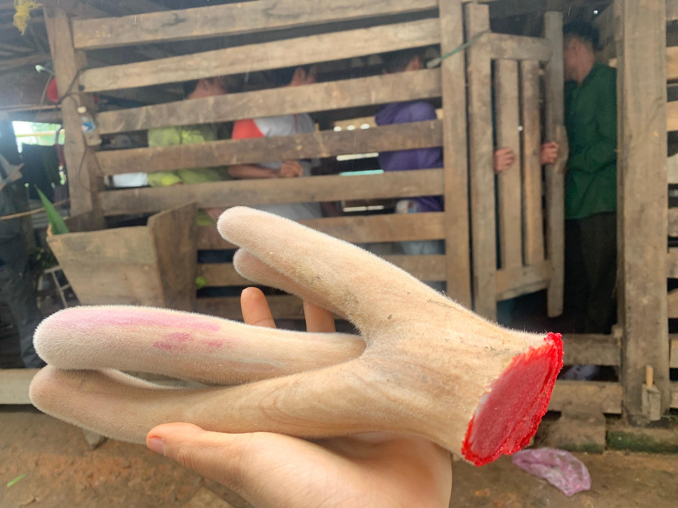 Lộc nhung hươu chính là sừng non của con hươu đực. Thông thường vào mùa hè sừng hươu sẽ rụng đi, đến mùa xuân năm sau sẽ mọc sừng mới trở lại. Lộc nhung bên ngoài phủ đầy lông, bên trong chứa nhiều mạch máu. Nhung hươu Hương Sơn được biết đến là một trong bốn vị thuốc đại bổ cho sức khỏe con người.