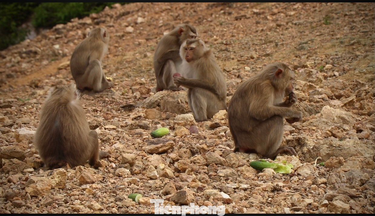 Trước đó, vào năm 2023, Vườn quốc gia Vũ Quang (tỉnh Hà Tĩnh) phối hợp với cơ quan chức năng tiến hành tiếp nhận, tái thả và chăm sóc, theo dõi khả năng thích nghi của 25 cá thể khỉ quý hiếm. Đến nay, 12 cá thể khỉ đang sinh sống tốt trên đảo này, còn 13 cá thể khỉ khác đã di chuyển đến những địa điểm đảo khác.