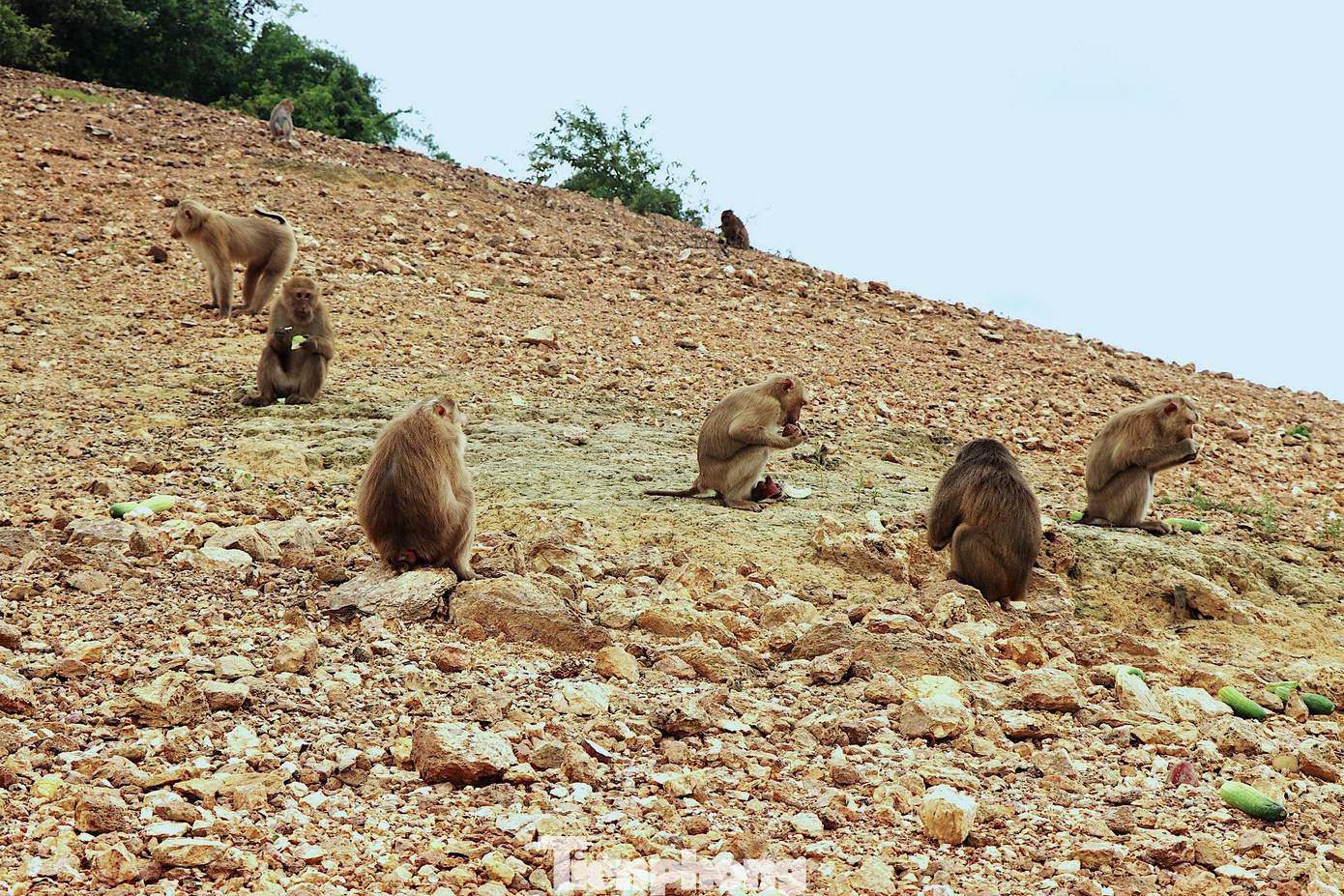 Khỉ đang ăn thức ăn rau, củ, quả trên đảo.