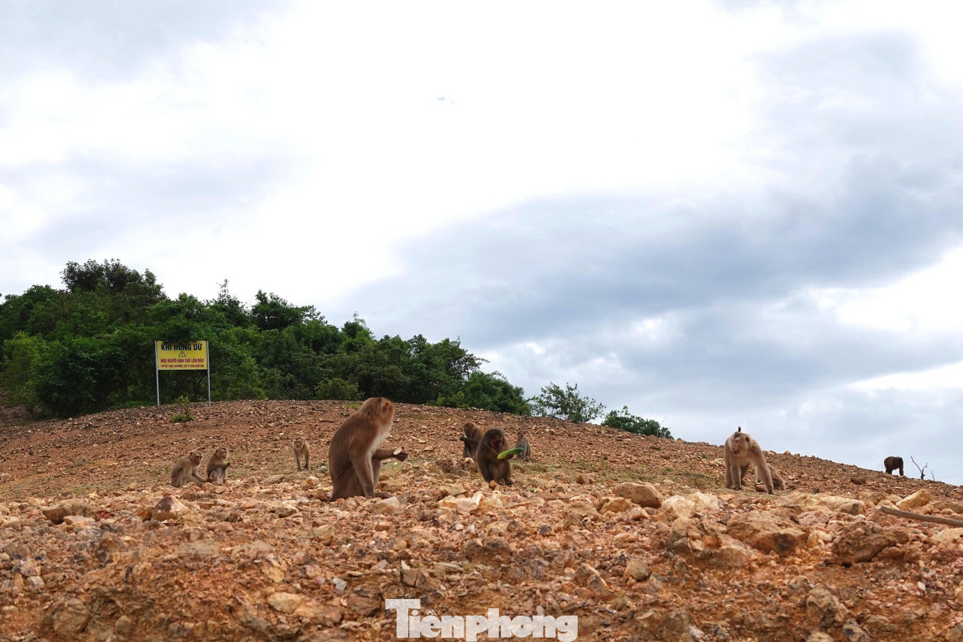 Tuy khác loài nhưng những chú khỉ tại đây sống với nhau hòa nhập, không xung đột và thích nghi tốt với môi trường sống.