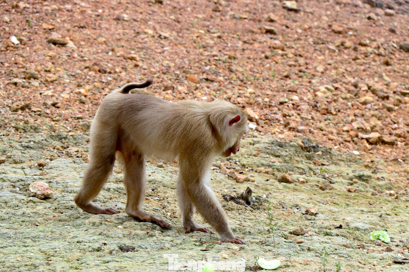 Những cá thể khỉ này được vườn Quốc gia Vũ Quang phối hợp với cơ quan chức năng tiến hành tiếp nhận, tái thả và chăm sóc tại hòn đảo.