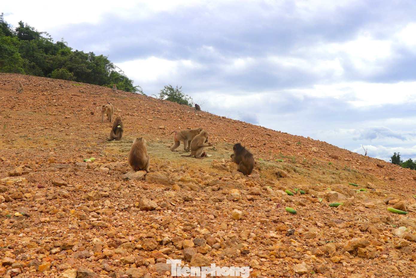 Những cá thể khỉ này được vườn Quốc gia Vũ Quang phối hợp với cơ quan chức năng tiến hành tiếp nhận, tái thả và chăm sóc tại hòn đảo.