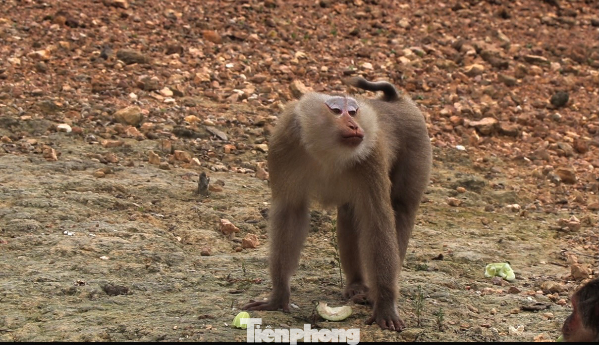 Theo các cán bộ vườn Quốc gia Vũ Quang, cứ khoảng 3 ngày sẽ mang thức ăn vào cho đàn khỉ. Hoạt động này nhằm hỗ trợ đàn khỉ trong quá trình thích nghi với môi trường, đồng thời để quan sát, theo dõi đàn khỉ.