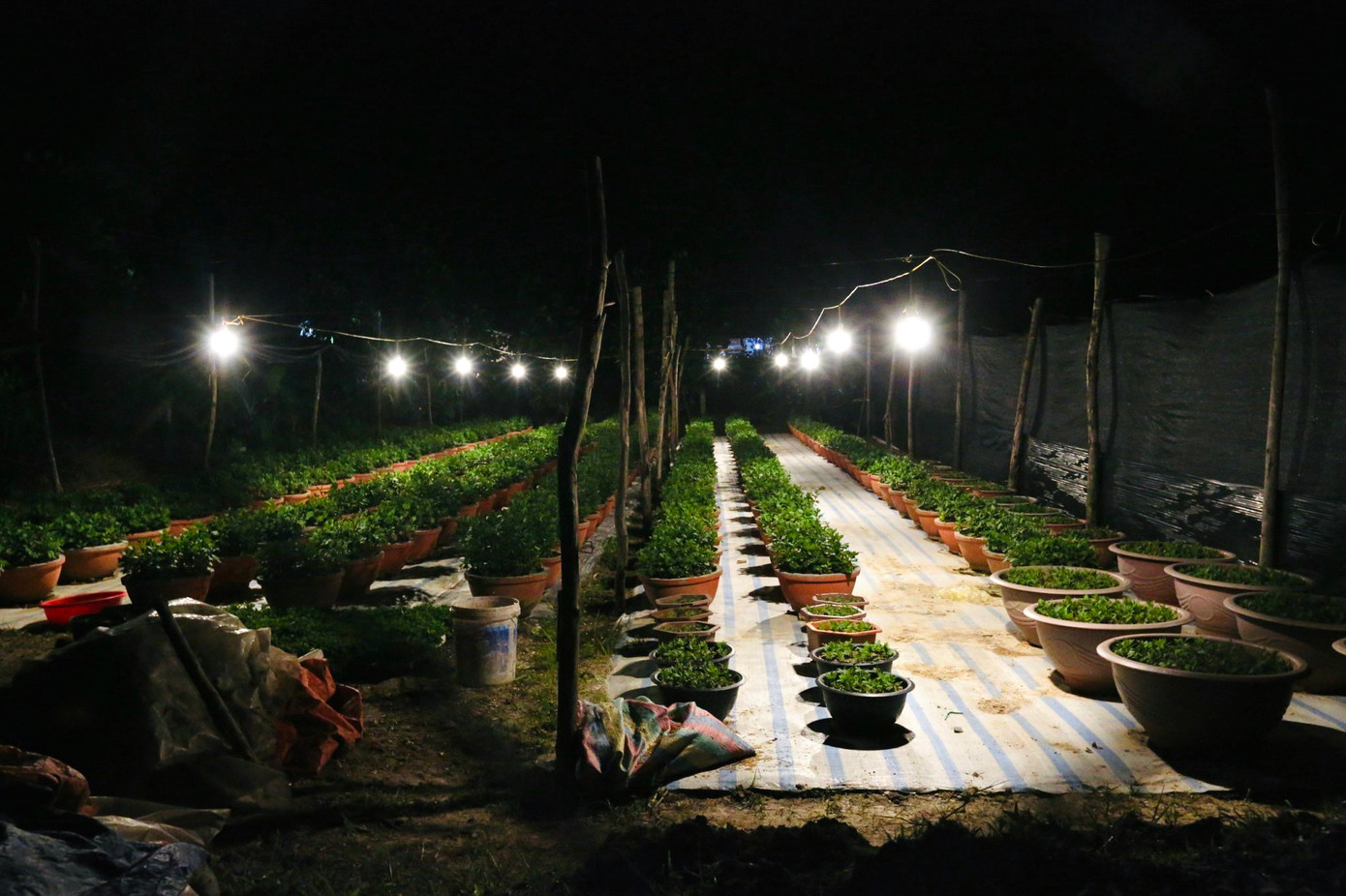 Người trồng hoa cho biết, việc thắp đèn xuyên đêm trên những ruộng hoa là một trong những kỹ thuật cần thiết được áp dụng để cây hoa cúc phát triển nhanh hơn, cây cao hơn, nở những bông hoa đẹp hơn, giá trị kinh tế thu về cũng cao hơn.